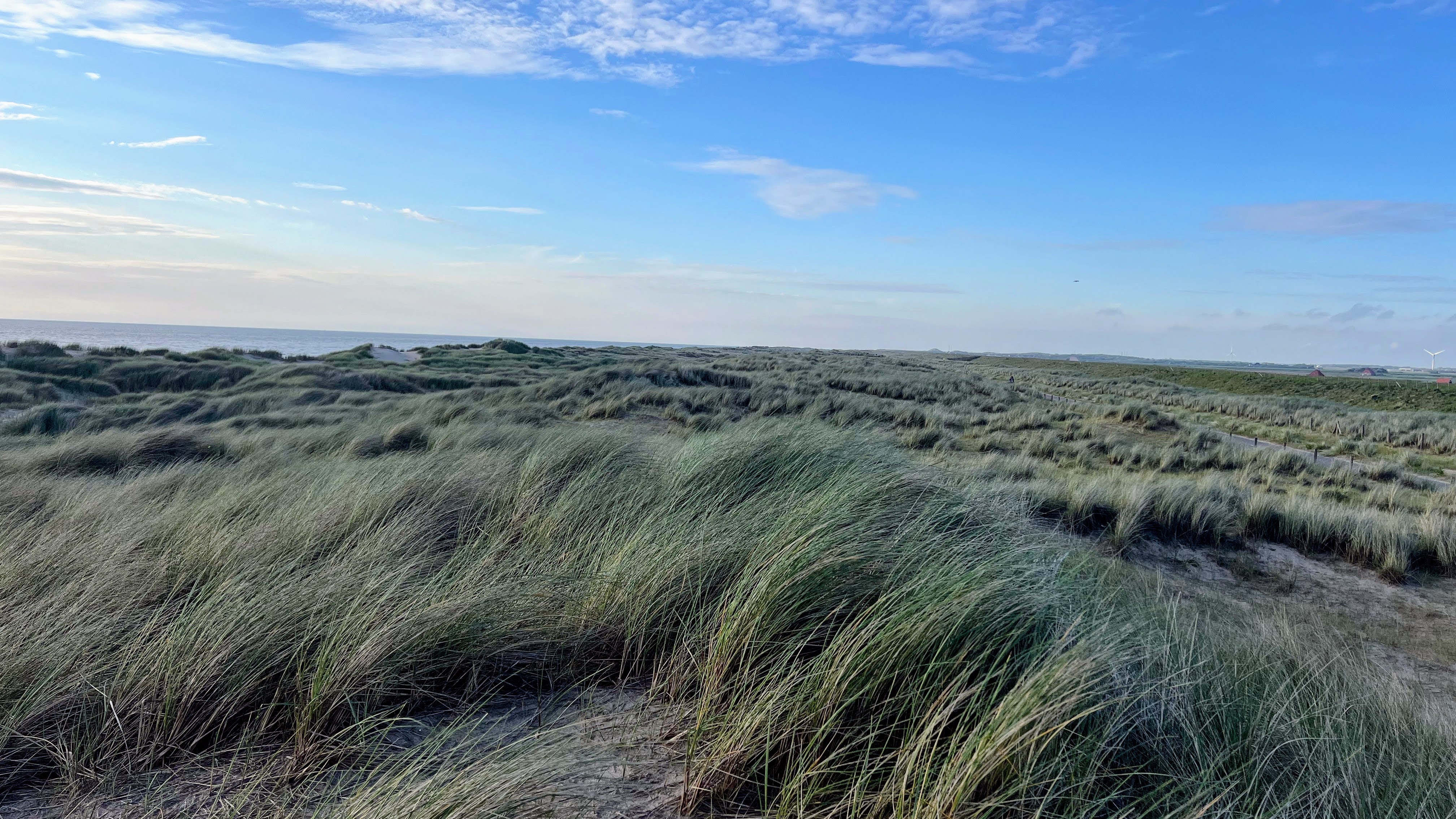 North Holland Grass